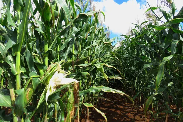 Govt To Develop Marketing Strategies To Help Farmers Capitalize On Expected Bumper Harvest!!